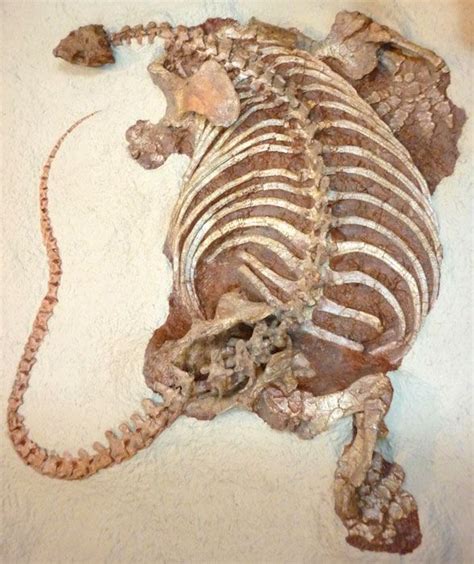 Cotylorhynchus dorsal insitu, a very large (8-9 feet) synapsid from the early Permian | Fossils ...