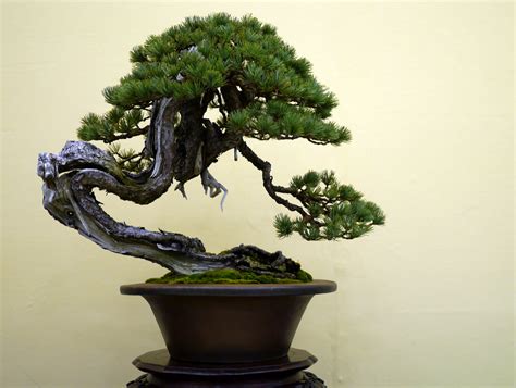 Bonsai Japan :: Japanese white pine