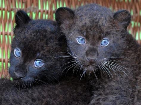 Baby black leopards..... - Pixdaus | Cute animals, Animals beautiful, Cats