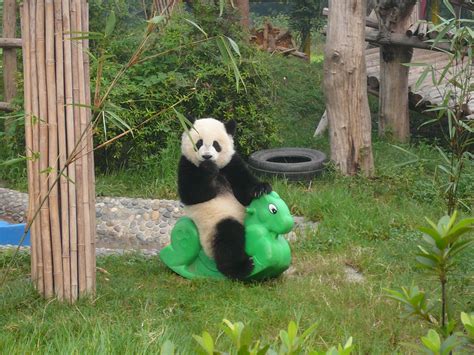 Encyclopaedia of Babies of Beautiful Wild Animals: Giant Panda with the Bamboo: Beautiful ...