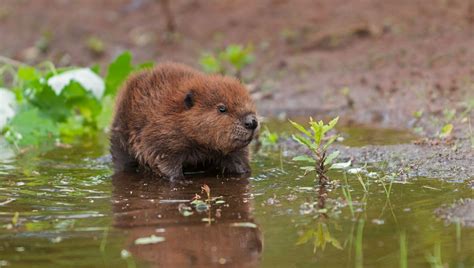 Discovering The World Of The Baby Beaver