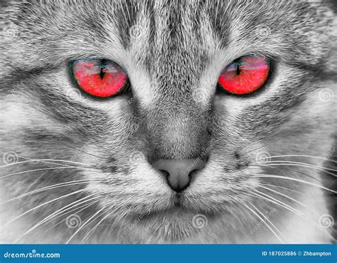 Portrait of a Cat with Red Eyes Stock Photo - Image of portrait, animal: 187025886