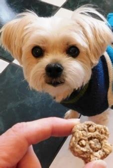 Homemade Banana Dog Treats - Dogs Go Bananas - Snoot and Toebeans