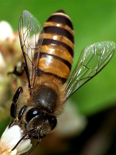 Wings of honey bees are an exposure site to pesticides | The Organic Center