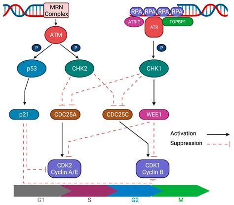 IJMS | Free Full-Text | Therapeutic Targeting of DNA Damage Response in Cancer