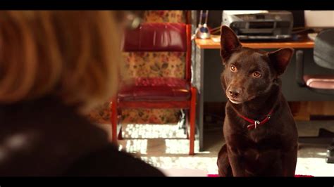 KOKO: A Red Dog Story | Official Trailer | KOKO is a different kind of dog story! Based on the ...