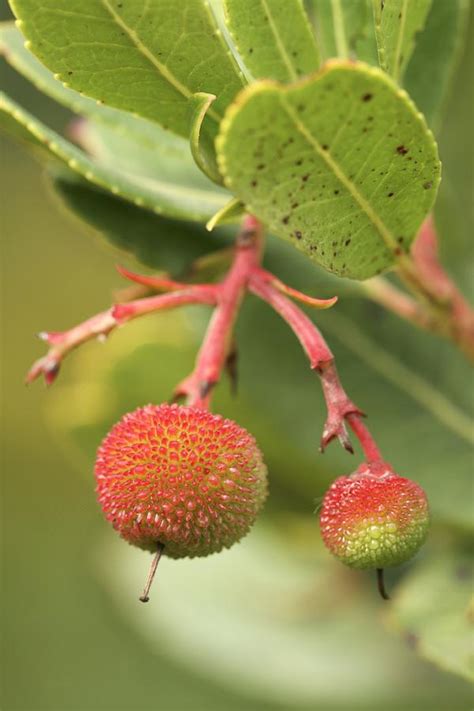 Strawberry Tree Fruit (arbutus Unedo) Photograph by Bjorn Svensson - Fine Art America