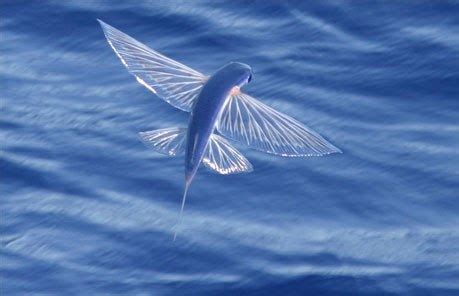 Interesting Flying Fish Facts and Pictures | Endangered Animals Facts, Wildlife Pictures And Videos