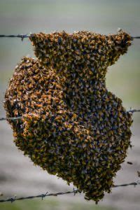 Bee Swarm Removal Services - The Bee Man (949) 455-0123