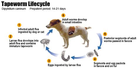 Pets, Parasites, Protection & People! - Cat the Vet