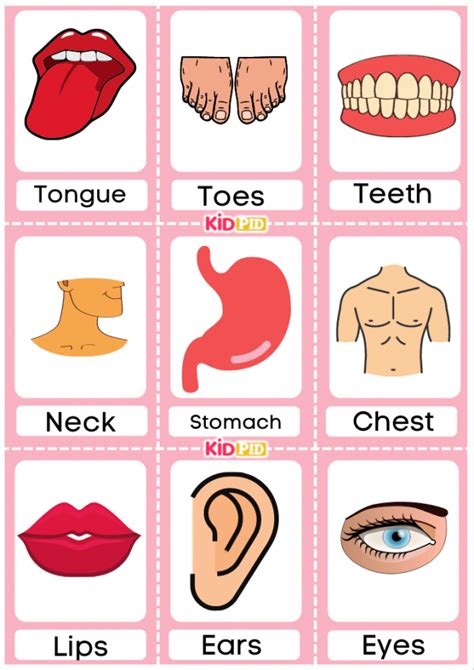 Body Parts Flashcards - Kidpid