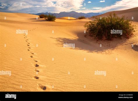 Footprints sand desert hi-res stock photography and images - Alamy