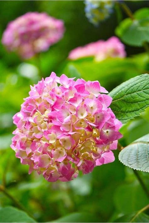 Hydrangea Seeds Soft Pink 15 per Pack - Etsy