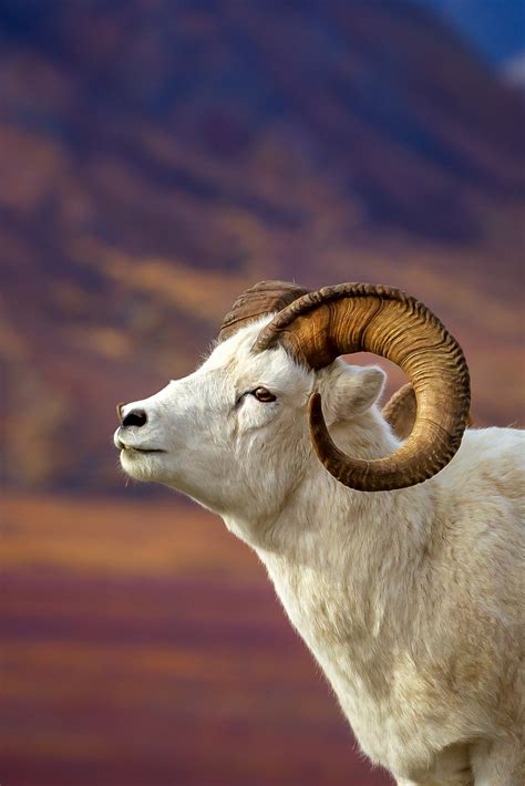 Dall Sheep Closeup in Alaska Denali Natl Park Fine Art Print | Photos ...