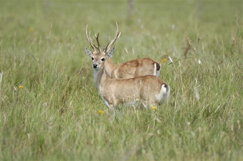 Pampas Deer, Uruguay | Whitley Award