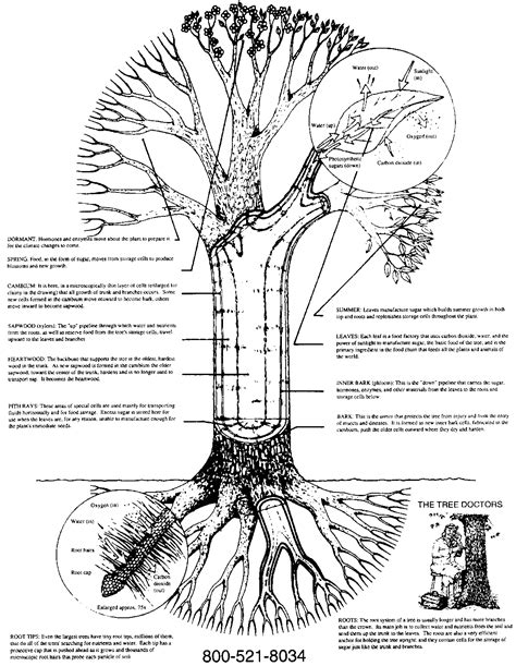 HD Wallpapers Of Tree Anatomy » Arthatravel.com