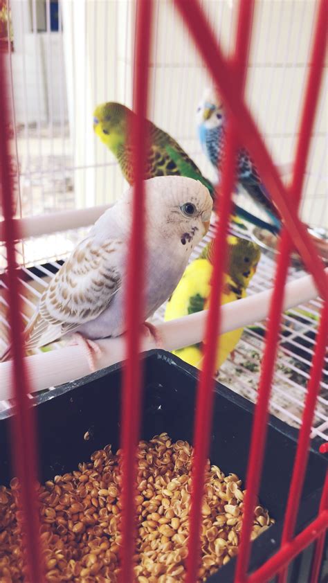 Love Birds in Cage... | Birds, Love birds, Parrot