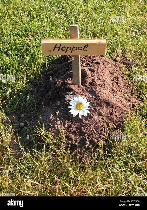 animal grave funeral Stock Photo - Alamy