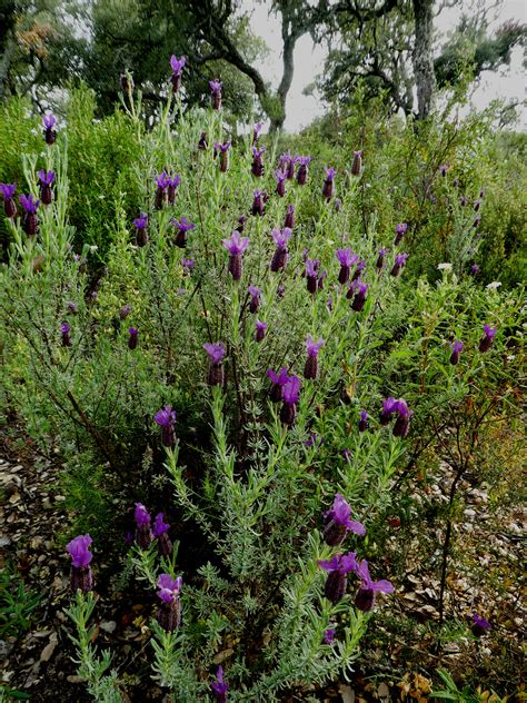 Flower Gallery :: Lamiaceae :: P1010376