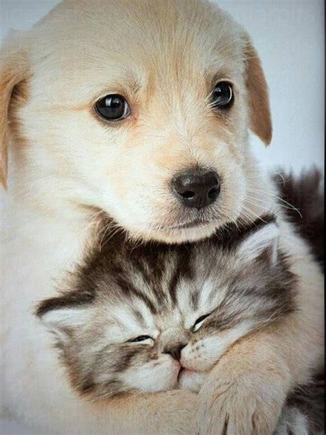 33+ Mejor animal lindo | Cute dogs, Cute cats and dogs, Cute animal ...