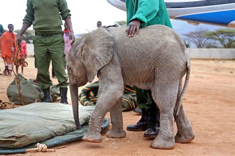 Adorable baby elephant rescued from bottom of well