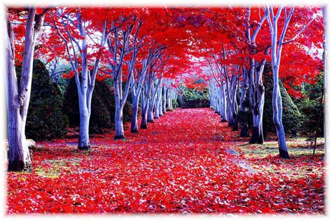 5 Best Autumn Leaves Spots in Hokkaido – Japan Travel Guide -JW Web Magazine