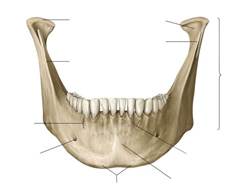 Anterior View of Mandible Anatomy Diagram | Quizlet