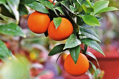 Valencia Orange Tree for Sale - Buying & Growing Guide - Trees.com