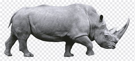 Western black rhinoceros Rhinoceros 3D, Rhino, mammal, animals, fauna png | PNGWing