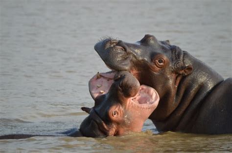 Is Hippo Milk Really Pink? A Guide to the Facts and Fictions