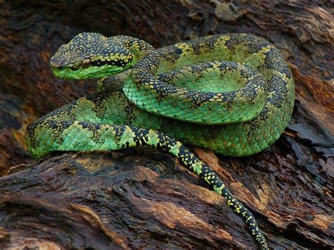 Malabar Pit Viper Facts and Pictures | Reptile Fact