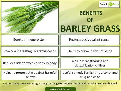 Unbiased info on nutrition, benefits of food & home remedies | Barley ...