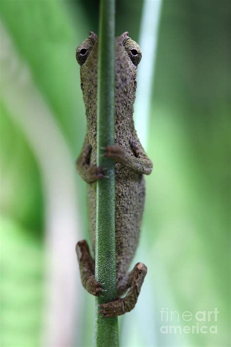 Pygmy chameleon Photograph by Brandon Alms - Fine Art America