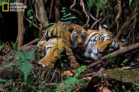 Little to show for tens of millions spent on tiger conservation, says ...