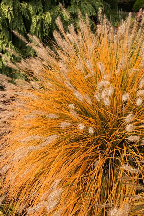 Dwarf Fountain Grass | Fountain grass, Small water gardens, Ornamental grasses