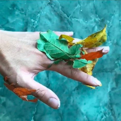 VIDEO: Leaf Insects Have the Perfect Camouflage for Every Season ...