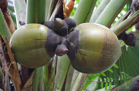 Trees and Plants: Double Coconut (Kelapa Laut)