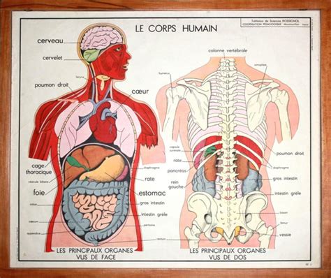 Anatomie Corps humain Vintage Affiche scolaire double