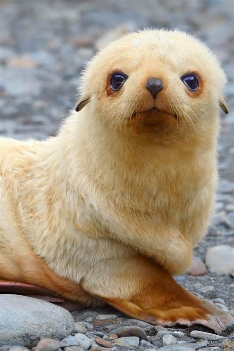 Baby seal - Teh Cute