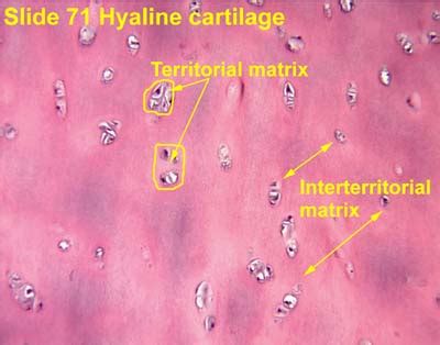 Cartilage