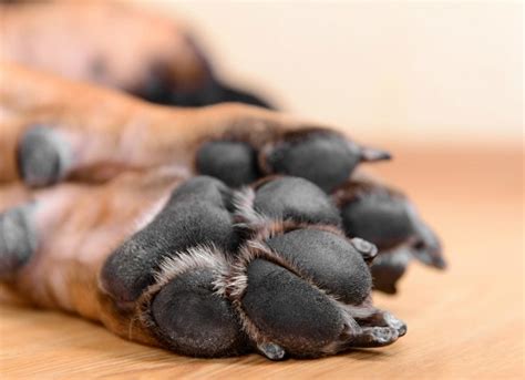 Dog Nail Disorders | Paw and Nail Problems in Dogs | PetMD