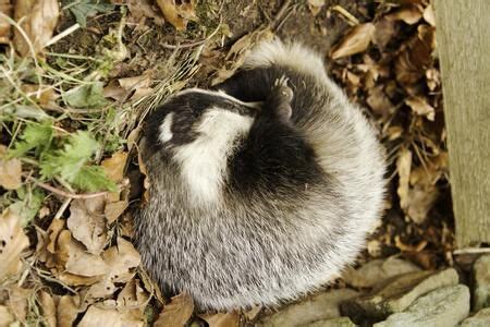 Sleeping Baby Badger Photo by CRAIG CARTER — National Geographic Your ...