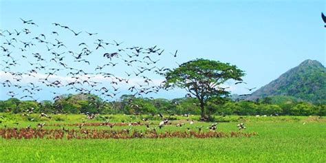 Palo Verde National Park: The Ultimate Guide