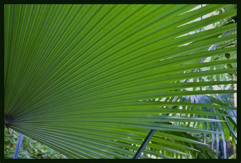 Cairns Botanical Gardens-03& | Cairns Botanical Gardens | Flickr