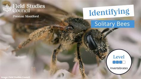 Identification of Solitary Bees - MMU 2023 – Field Studies Council