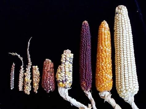 Wait, corn is a fruit? Yes—here's the biology that explains why - Genetic Literacy Project