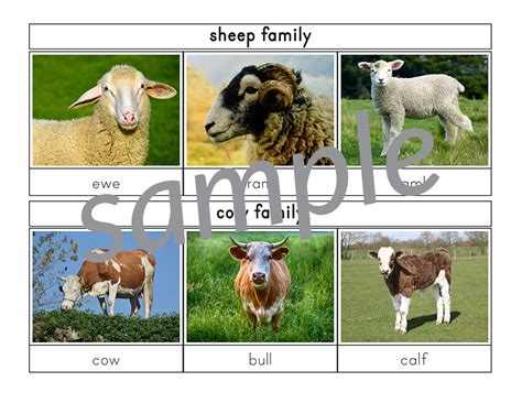 Farm Animal Families 3-Part Cards - Gift of Curiosity