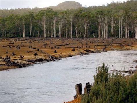 biodiversity loss | Causes, Effects, & Facts | Britannica.com