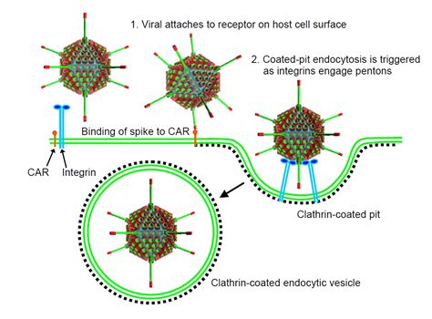 Adenovirus