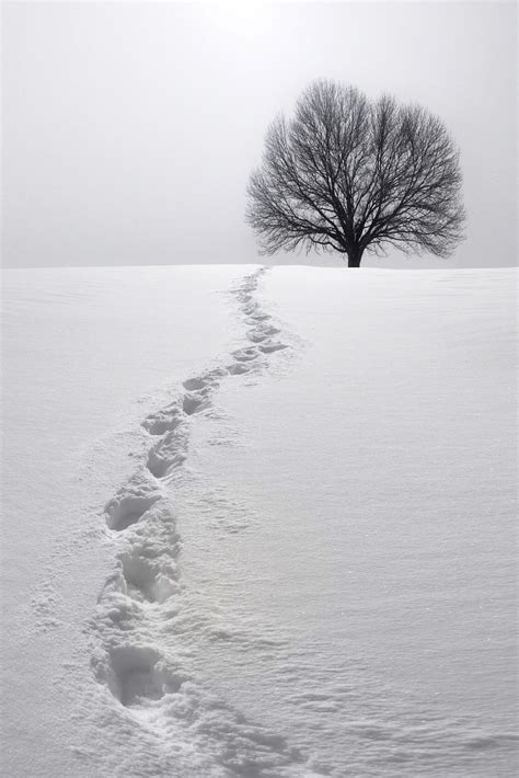 Pin by Ellen LaCapria on Black and White | Snow photography, Winter ...